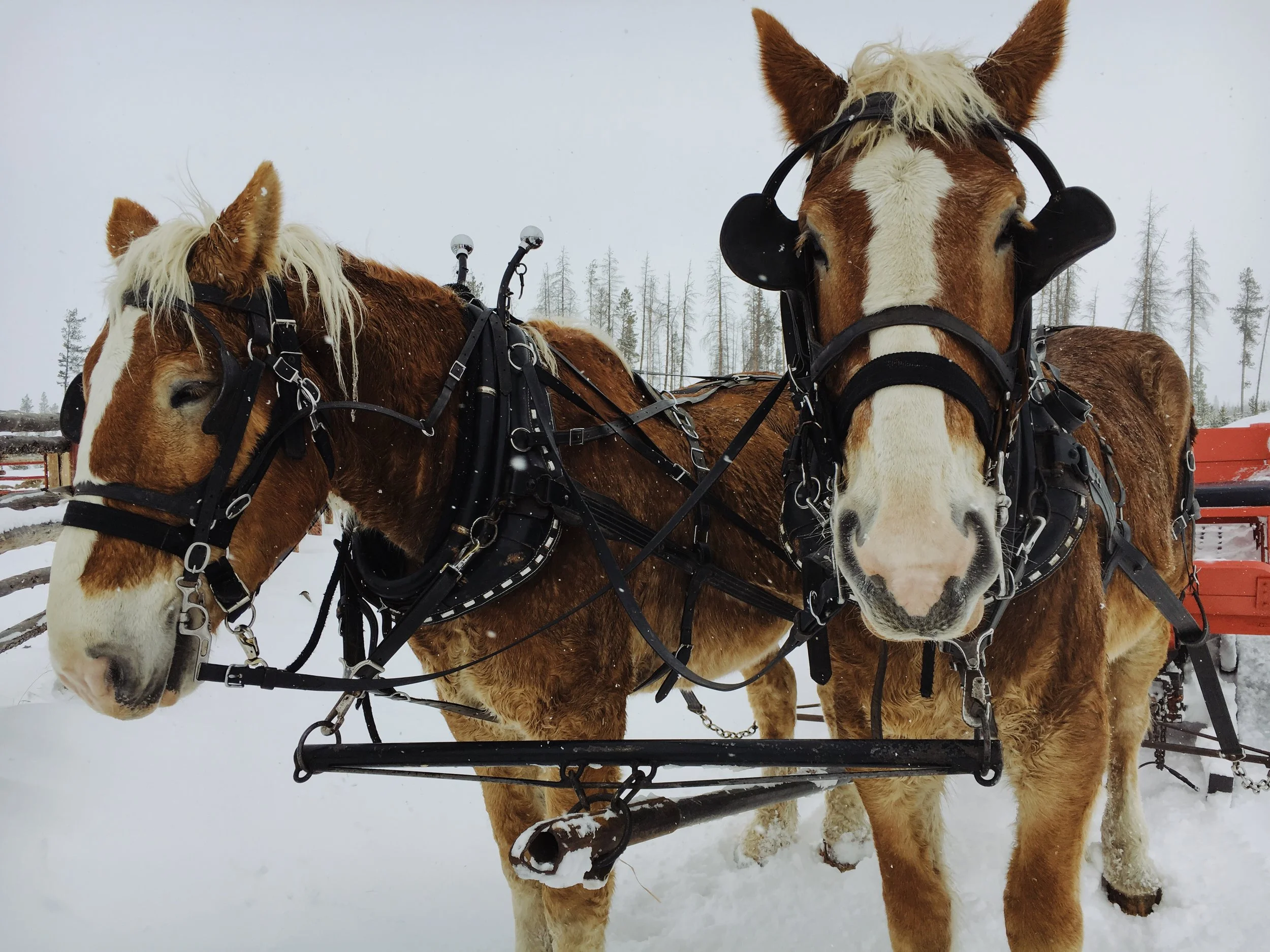  December 11, 2016 iPhone 6s Tabernash, Colorado Edited with VSCO 
