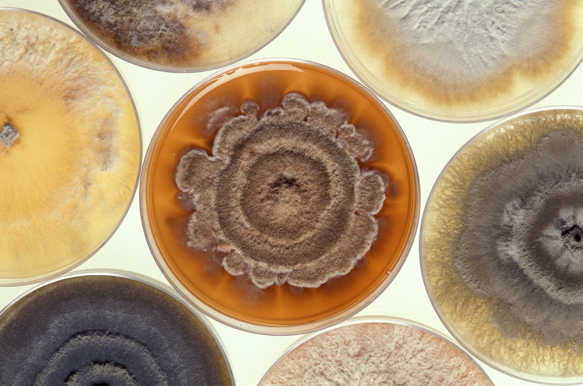 mold-2035457.jpg
