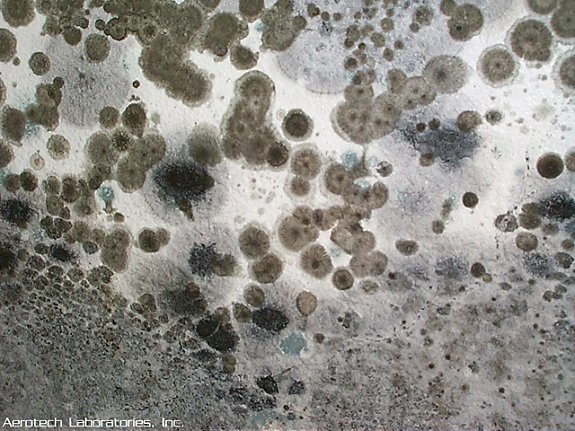 mold_everywhere.jpg