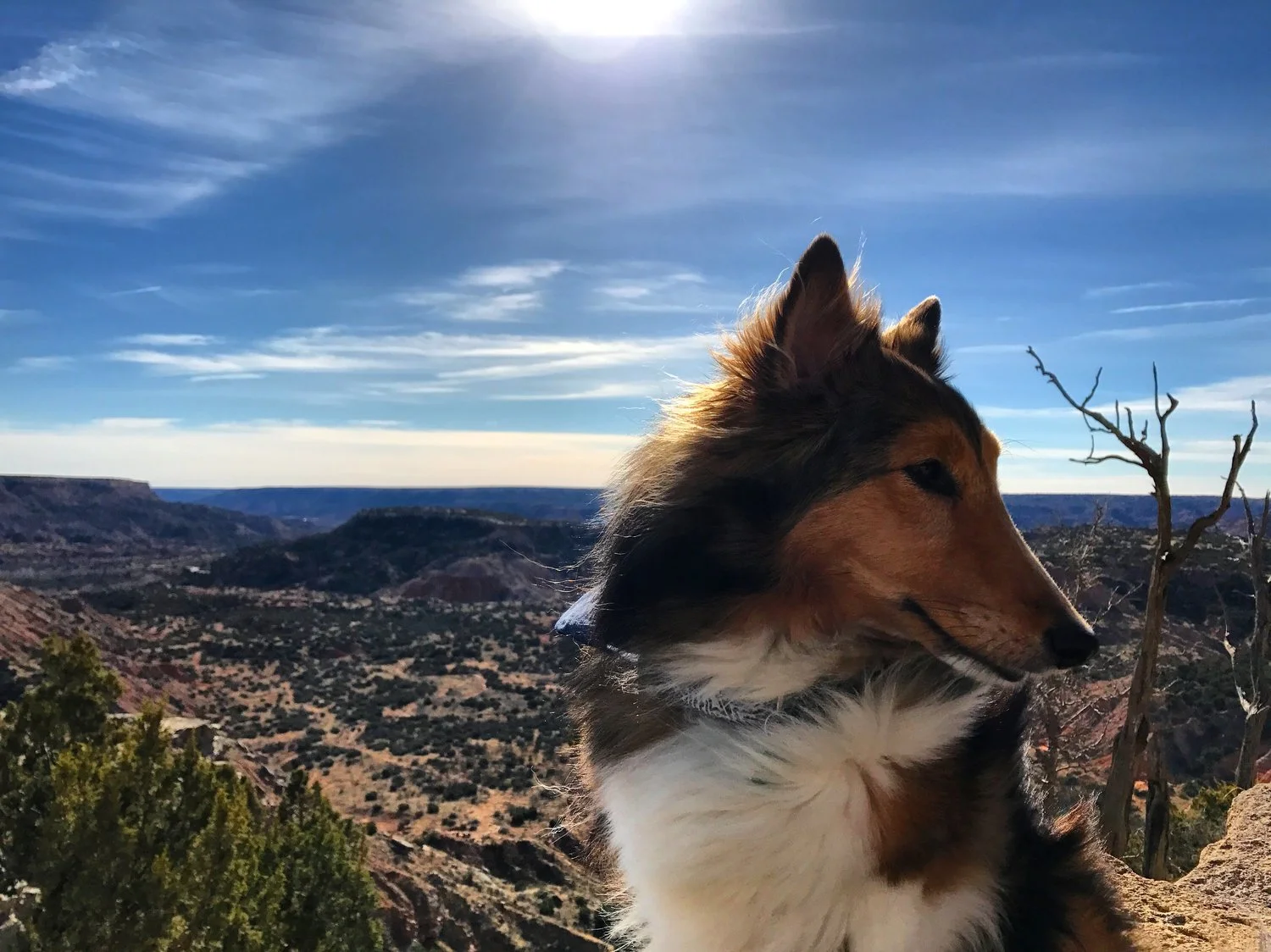 sheltie+on+the+palo+duro+canyon+rim.jpeg