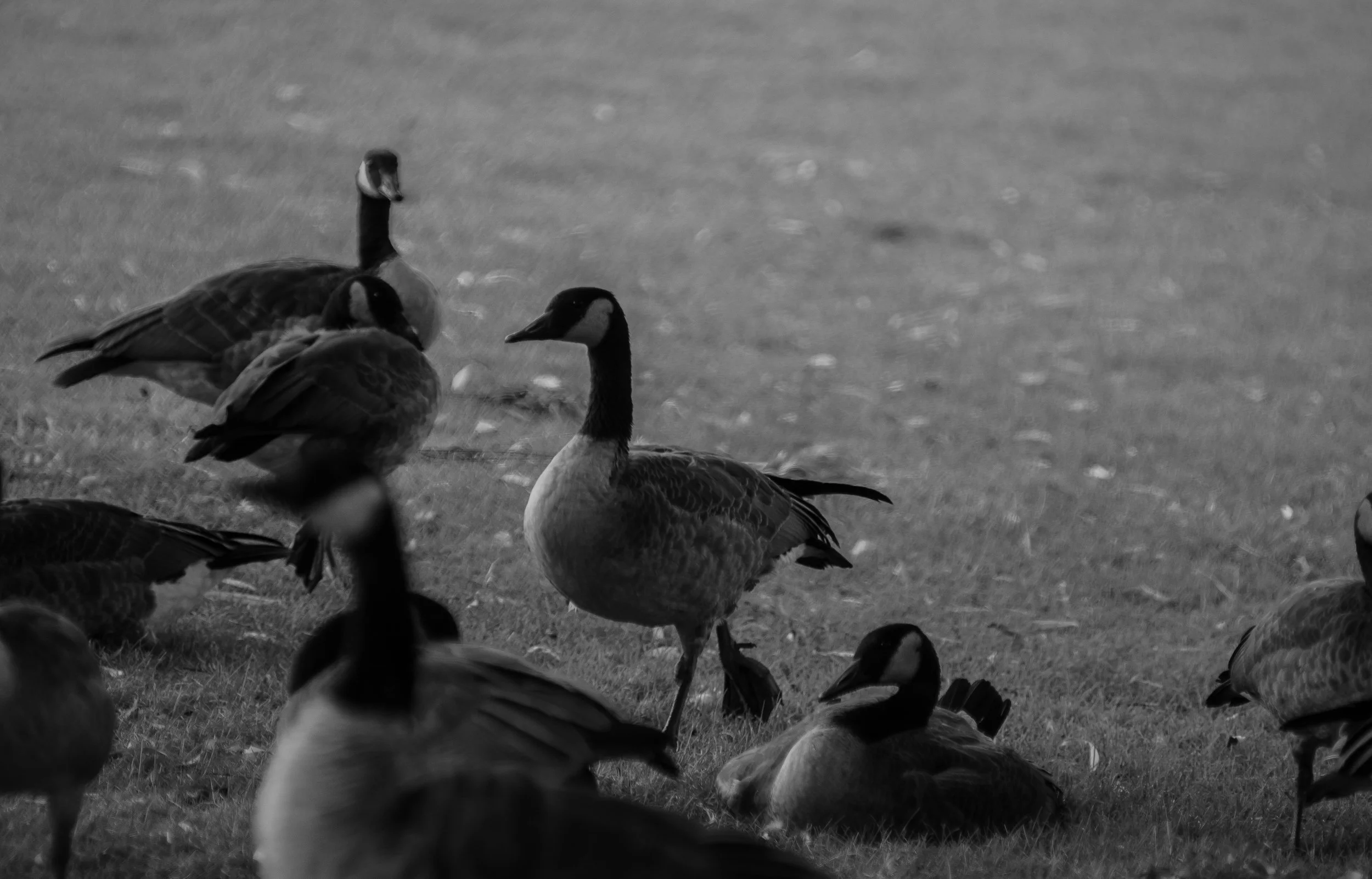 DSC_8269.jpg