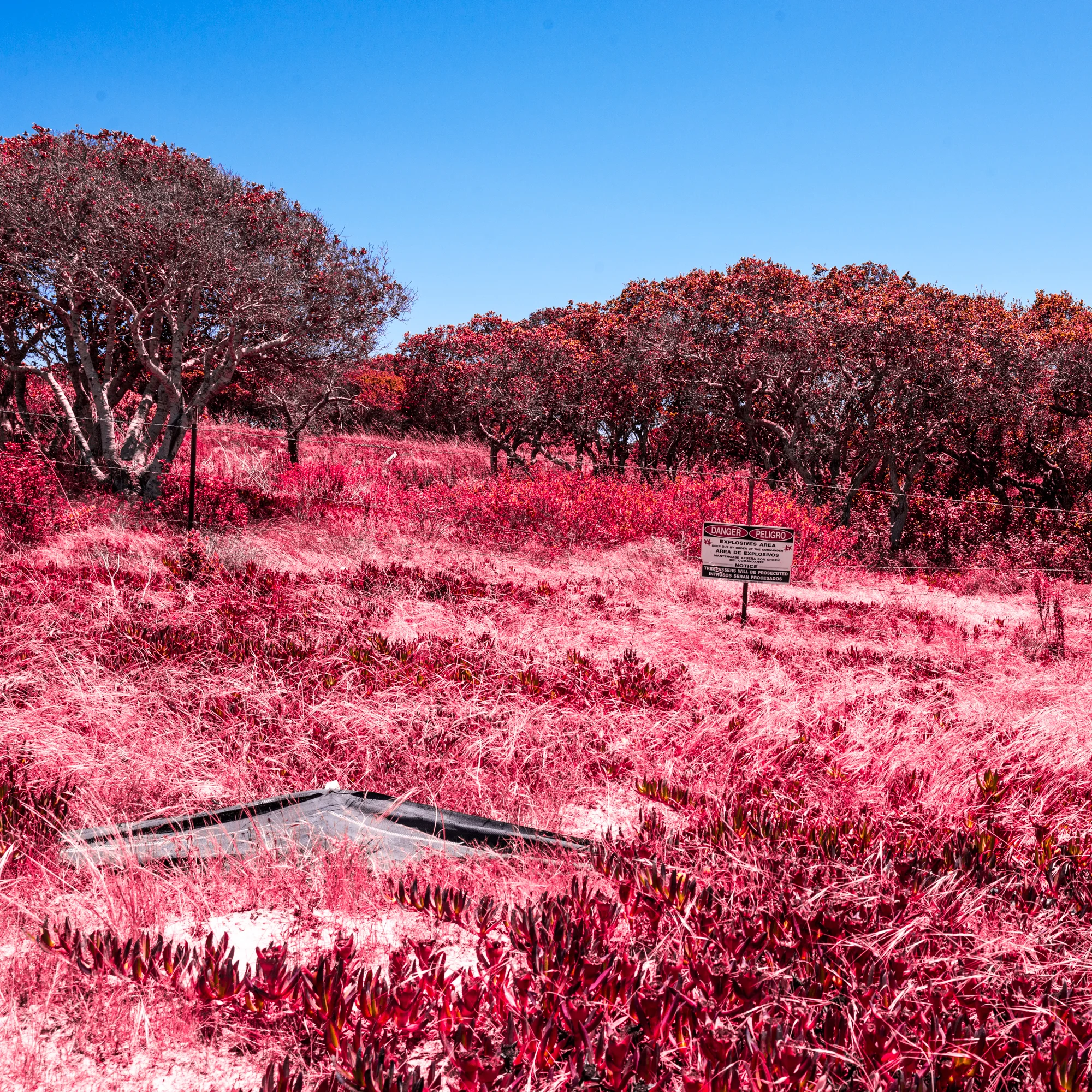 _DSC8051.jpg