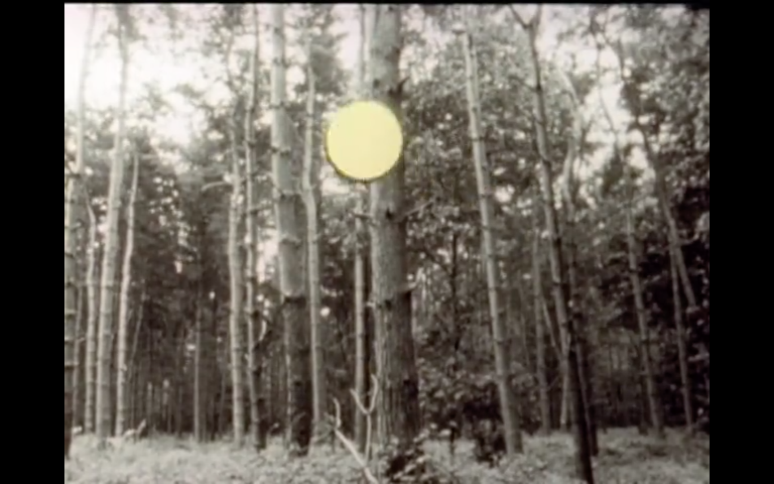 A screenshot of Vicki Thornton’s Everything which we call nature...(Thornton, 2008)