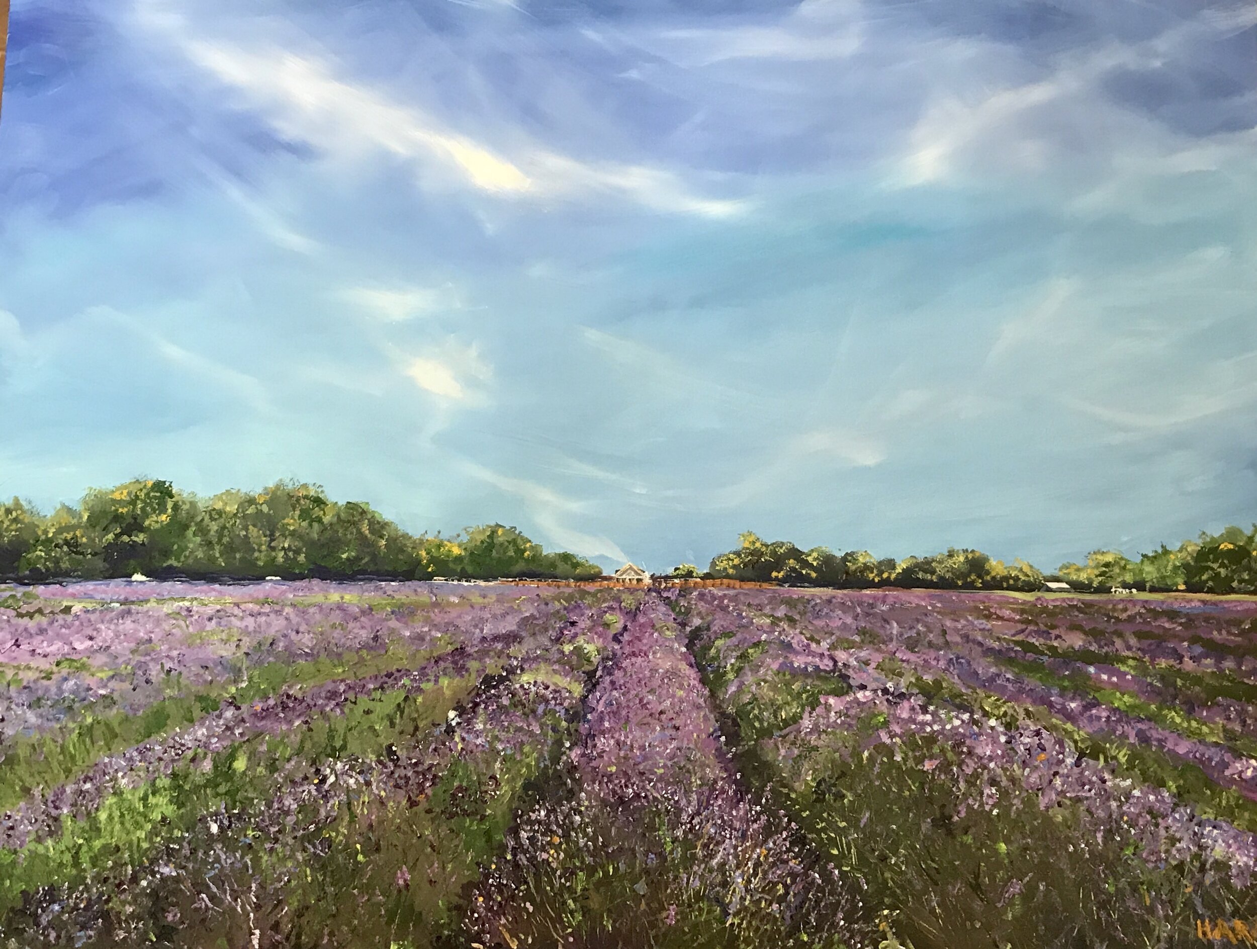 Lavender Afternoon