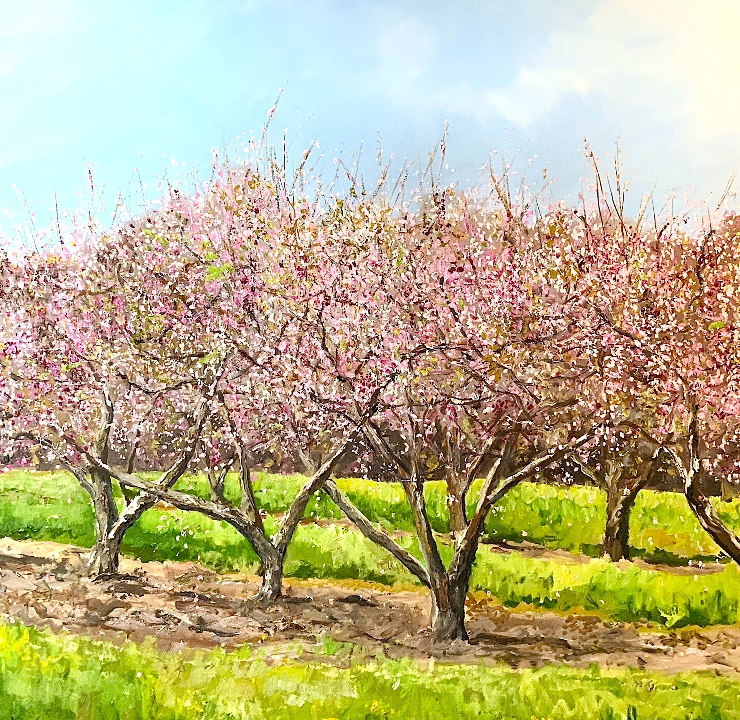 North Fork Cherry Trees