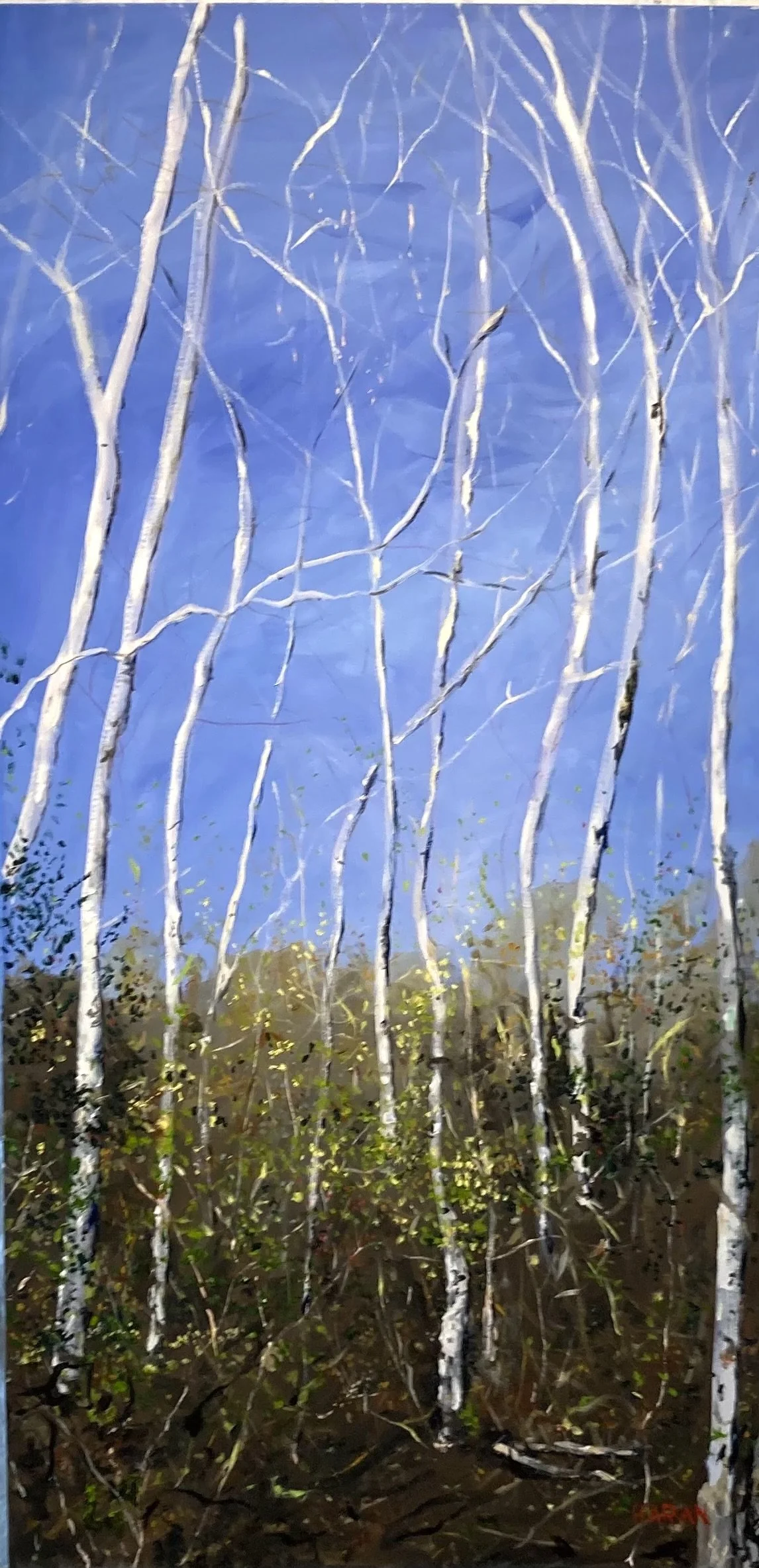White Birch Trees