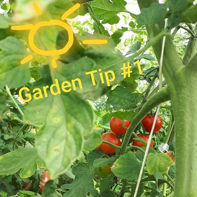 One of the most important tips for a successful garden is lots of Sunshine! A minimum of 6 hours of sunlight is required for most edible plants.
Need some help getting the most out of your garden? Green sister gardens offers garden consults for Moose