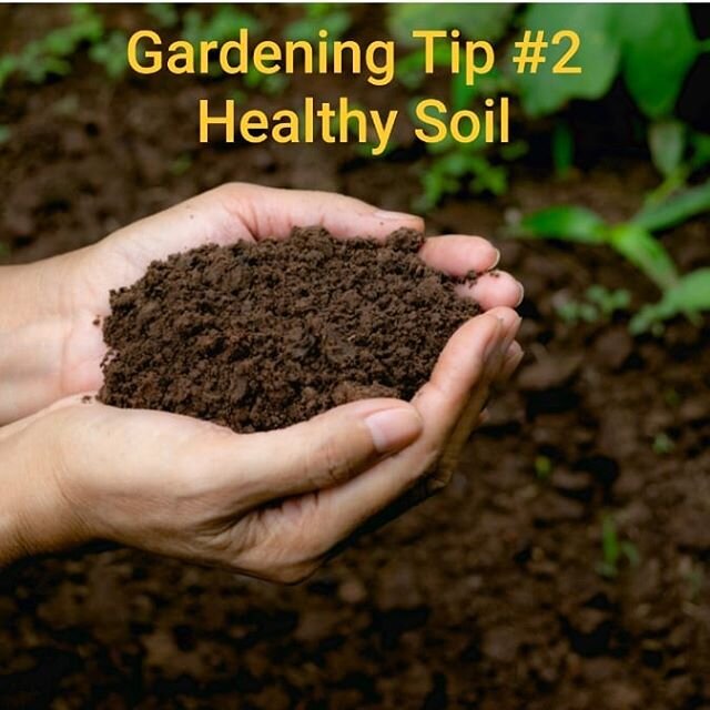 A good garden starts with plenty of sunshine and HEALTHY SOIL 💚 Soil health is very important, plants depend on the soil for nutrients, stability and drainage. If I had only one tip for improving soil health it would be add good Compost! Good compos