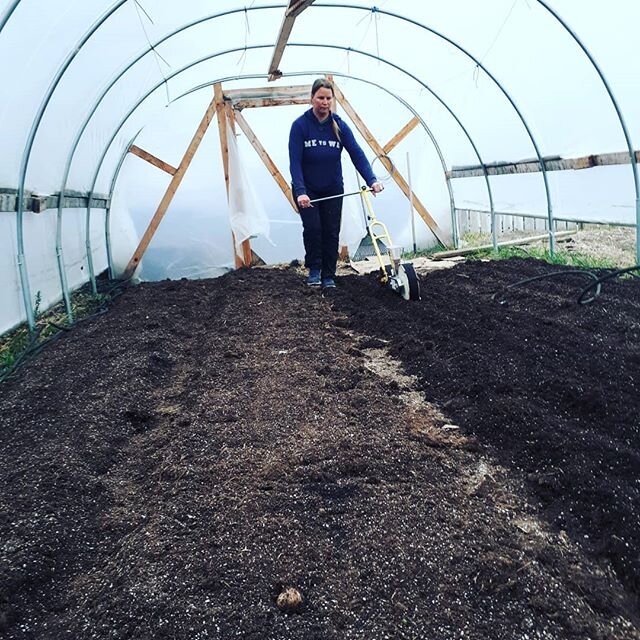 High tunnel planted full of spinach 😋 Thankful for all Leo's help. #gardentherapy #myhappyplace #gardenlove #immunityboost #soilmicrobes #urbanfarmingrevolution #growyourownfood #spinach #sustainableliving