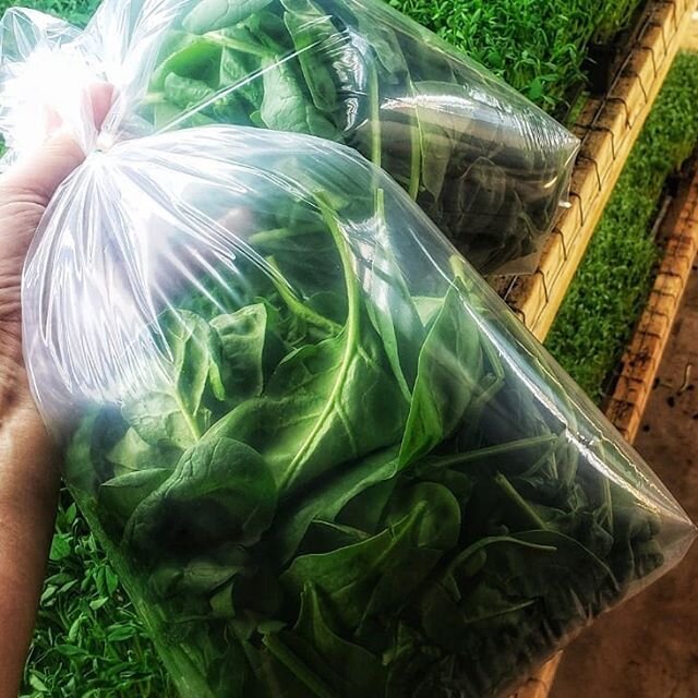 #Spinach is bagged up AND stocked @the_wandering_market 
I think I will be making a Spinach strawberry salad tonight 😋

Photo cred @existentialhippy 💚💚