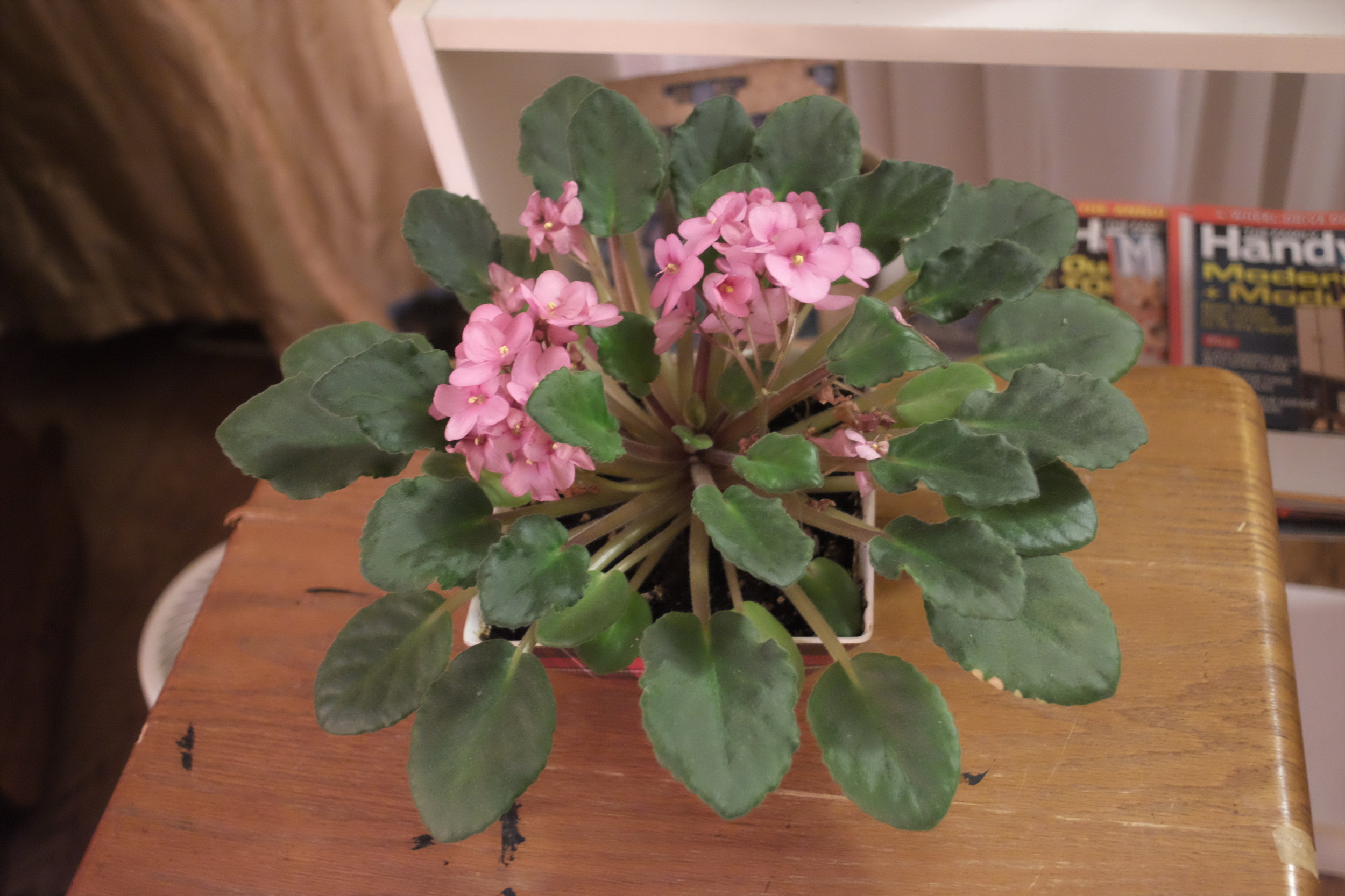 One of Shawn's hobbies is to revive dying plants.