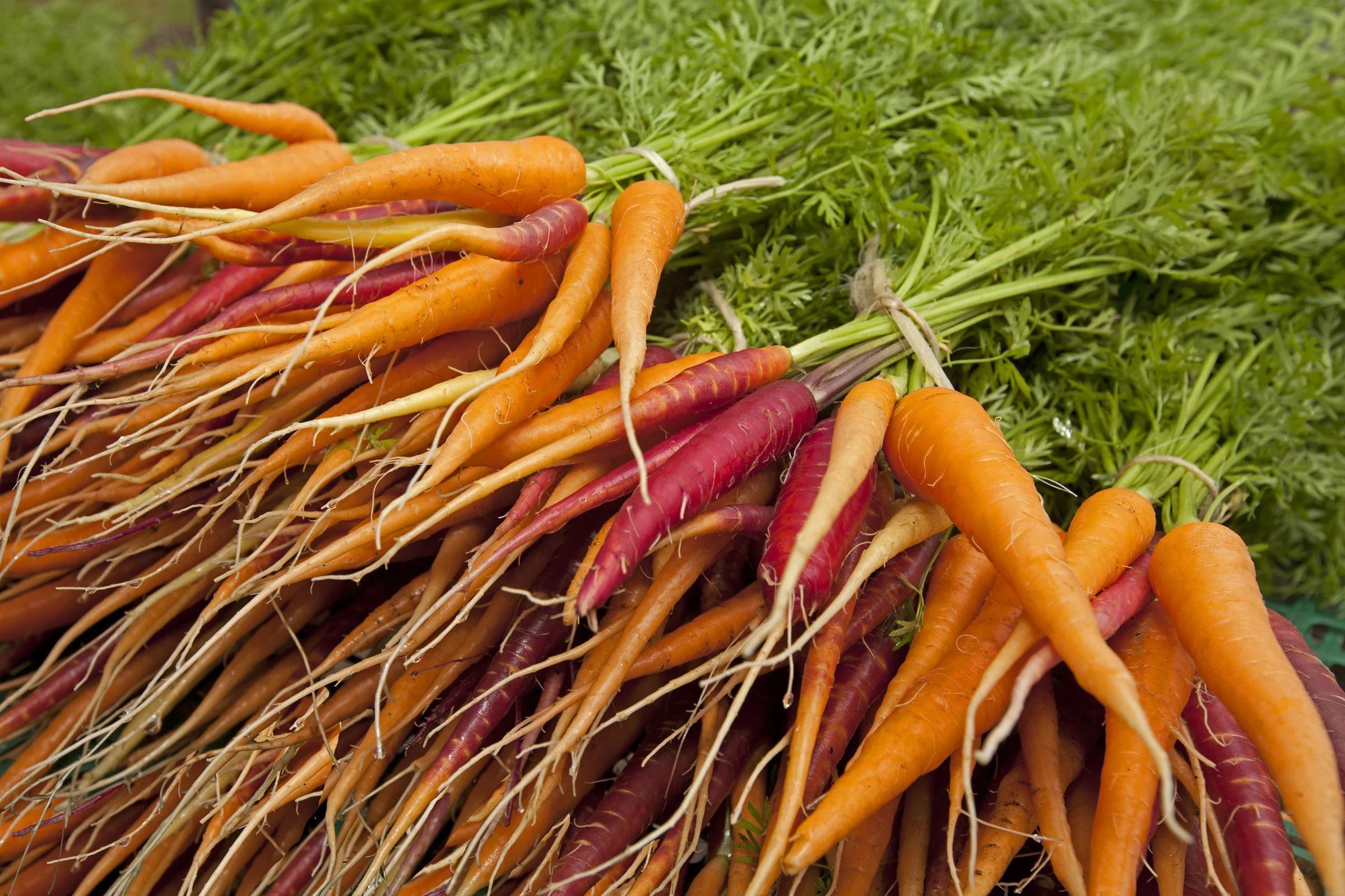 Carrots 2.jpg