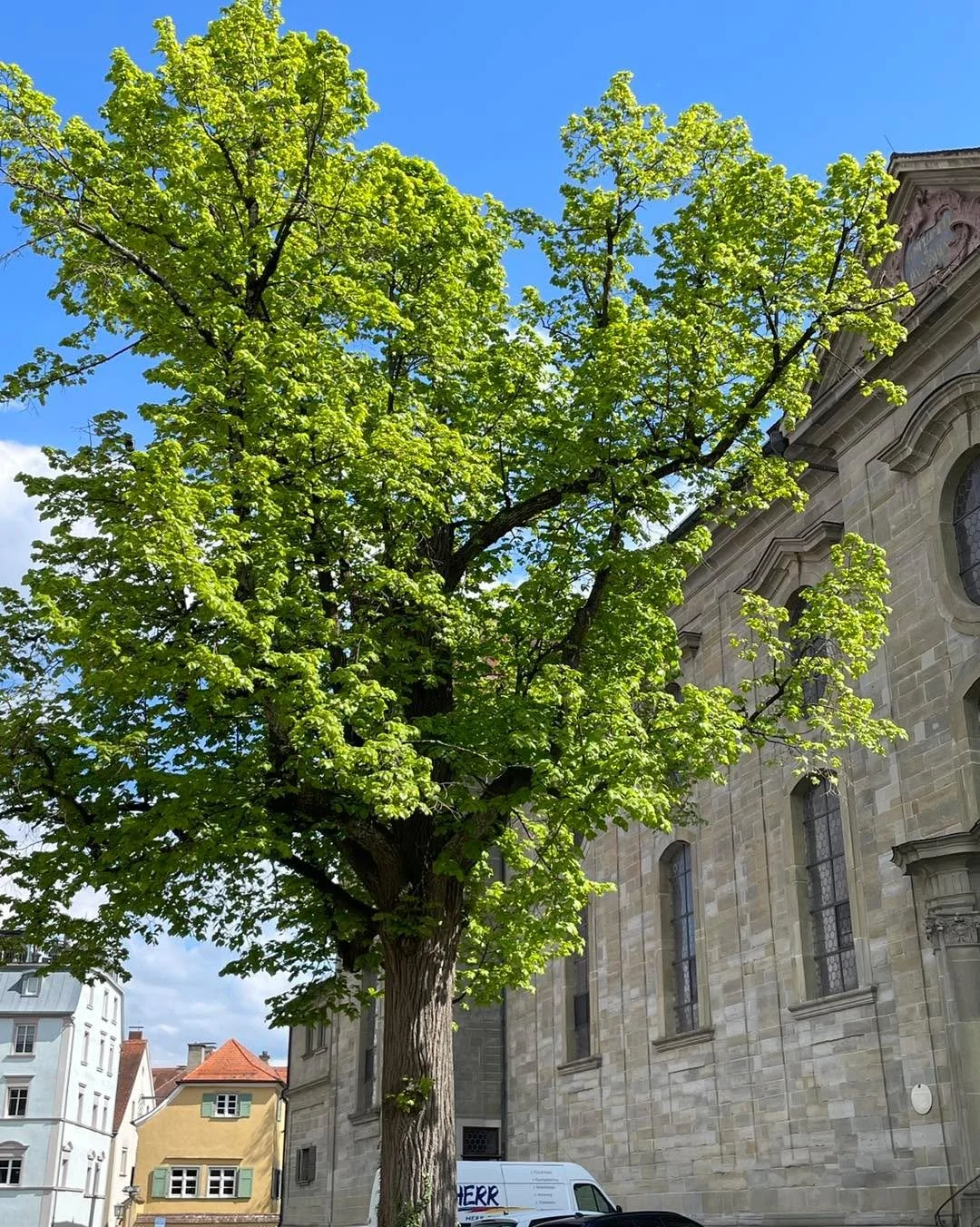 Wenn die Linden in Lindau wieder gr&uuml;n werden, beginnt f&uuml;r viele nicht nur der Fr&uuml;hling &ndash; sondern auch die Zeit des Zur&uuml;ckkommens.

Zur&uuml;ck auf die Insel, zu den ersten ruhigen Morgen am Hafen, zu Spazierg&auml;ngen zwisc