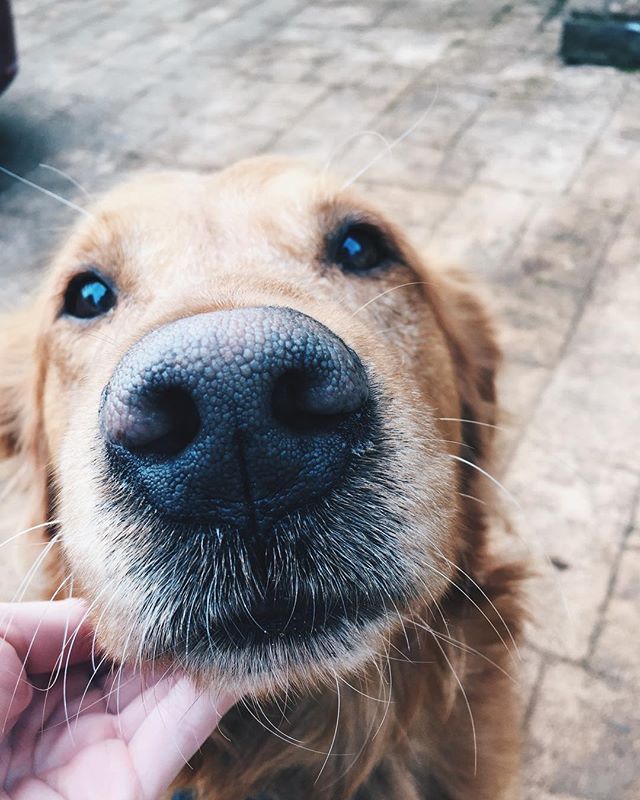 Just a little doggie inspiration to bless your Thursday! #puppylove 🐶☀️💛