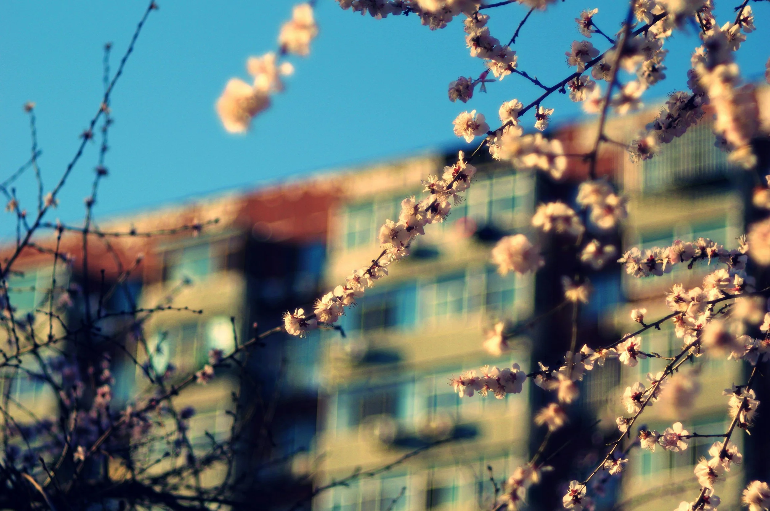 Digitalt: Föreningen för samhällsplanerings nationella årsmöte blir den 24 mars