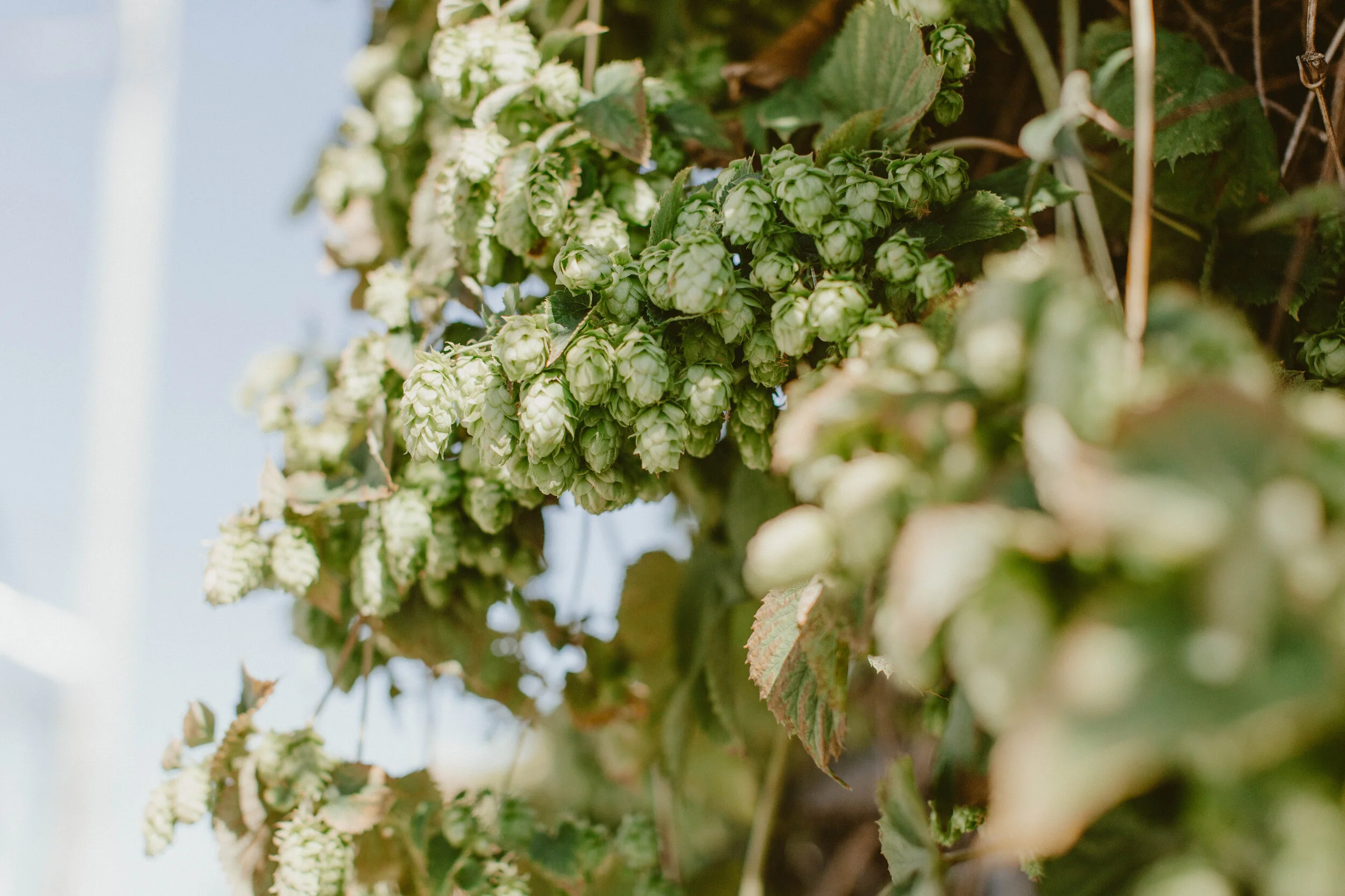 fresh-hops-2021-3.jpg