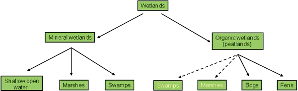 Types of Fens