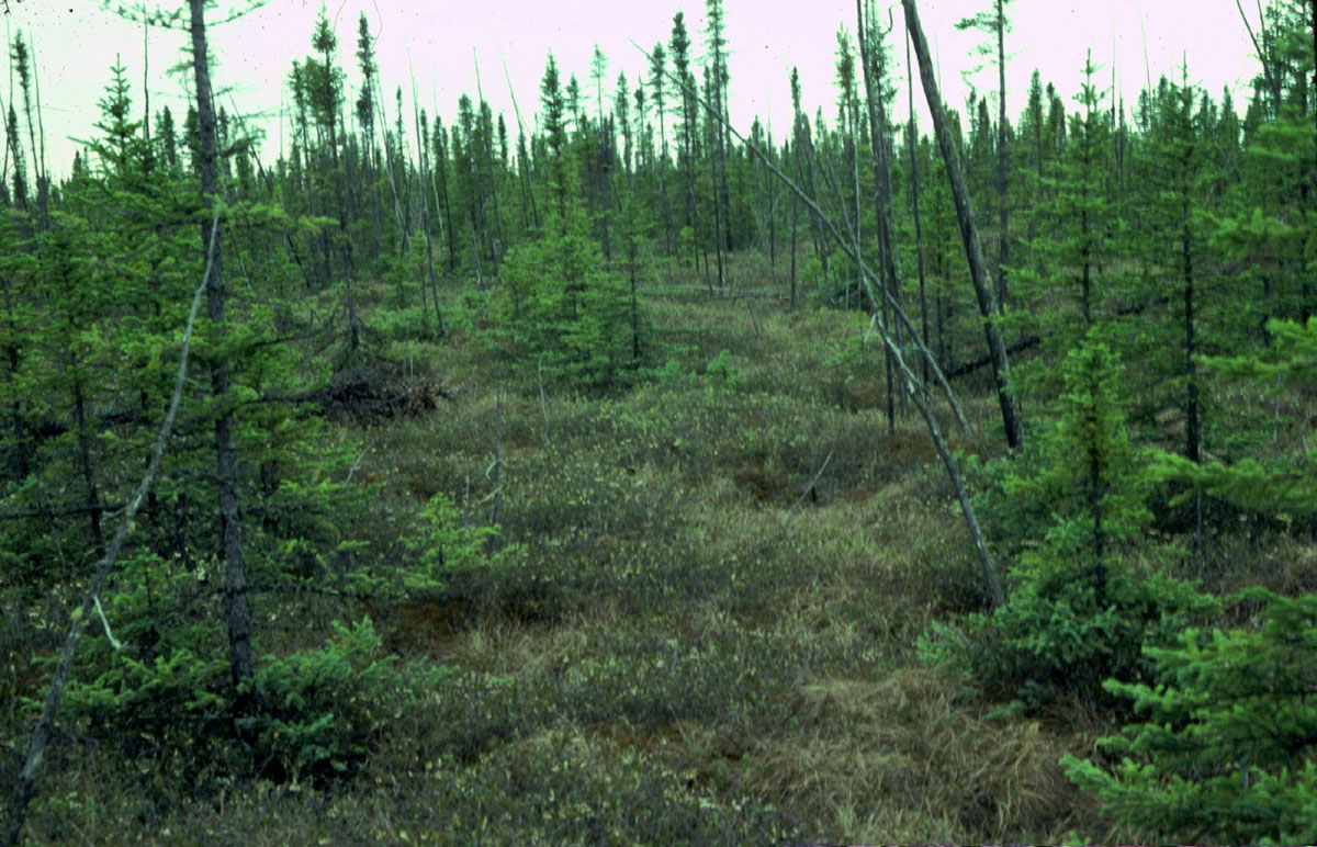 A Marsh? A Bog? A Swamp? A Fen? - Sierra Club BC