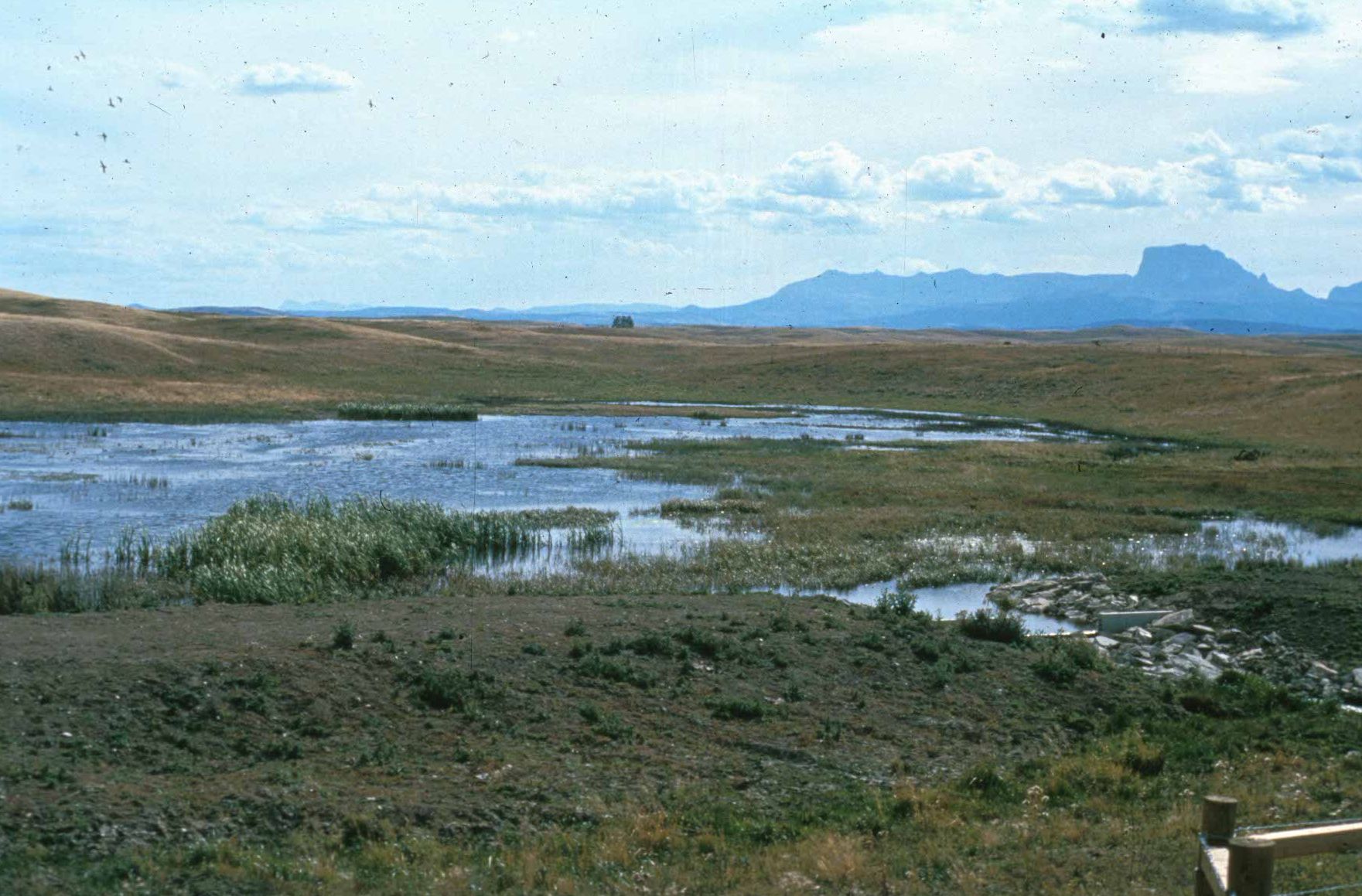 A Marsh? A Bog? A Swamp? A Fen? - Sierra Club BC