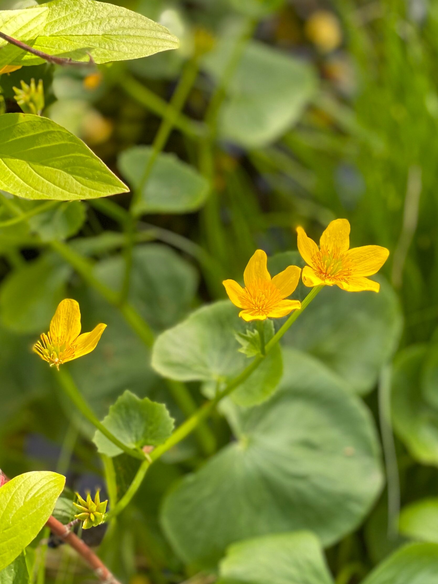 Alberta Wetlands: From Classification to Policy