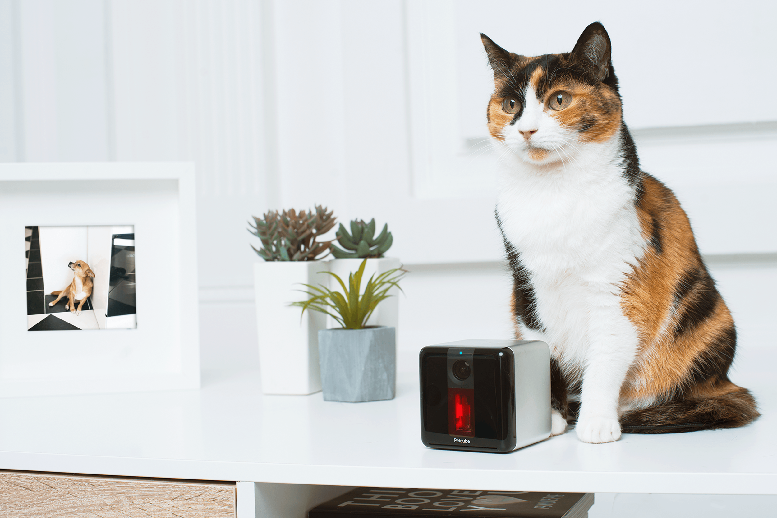 Petcube-Play_Gamepy_Cat.png