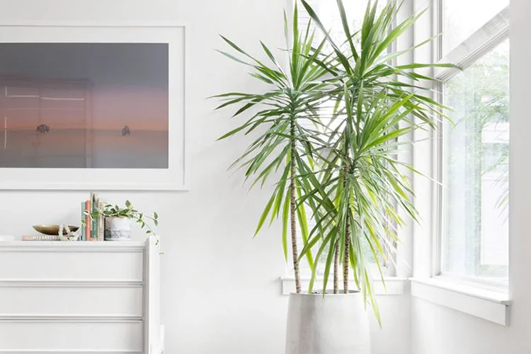 air-house-plants.jpg