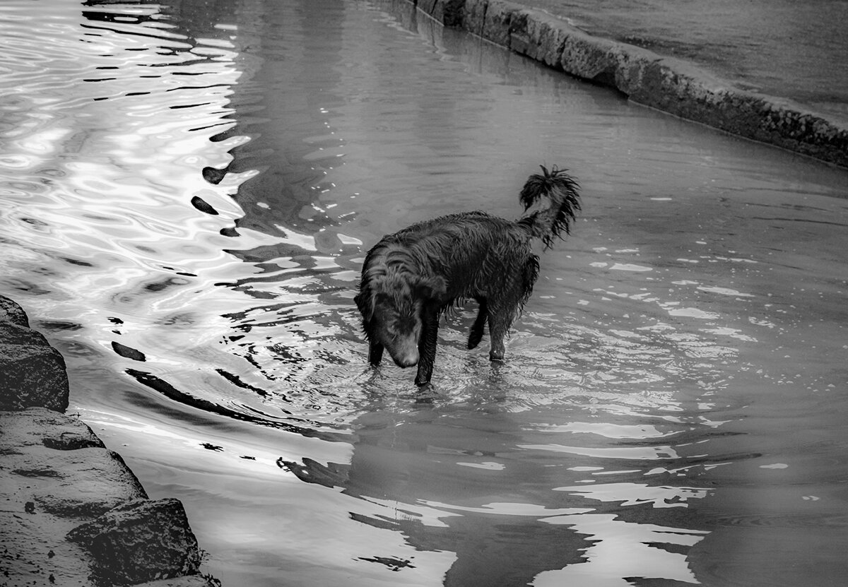 Wet Dog