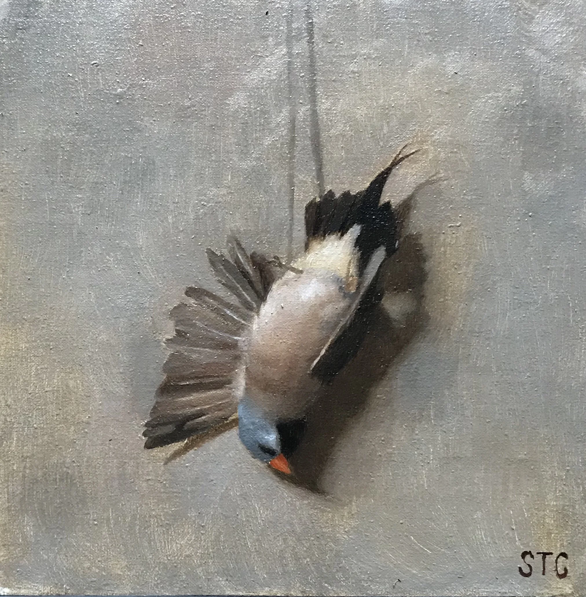 Shaft Tail Finch by Savannah Tate Cuff, 2018 12 x 9 in, oil on linen