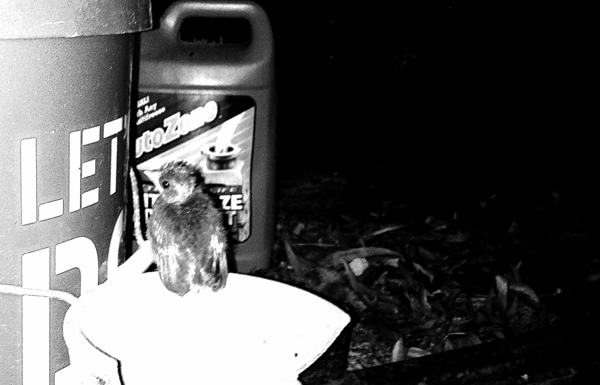 The Tale of Larry The Bird: A Modern Day Fable For Basketball Lovers and Fearful Adults