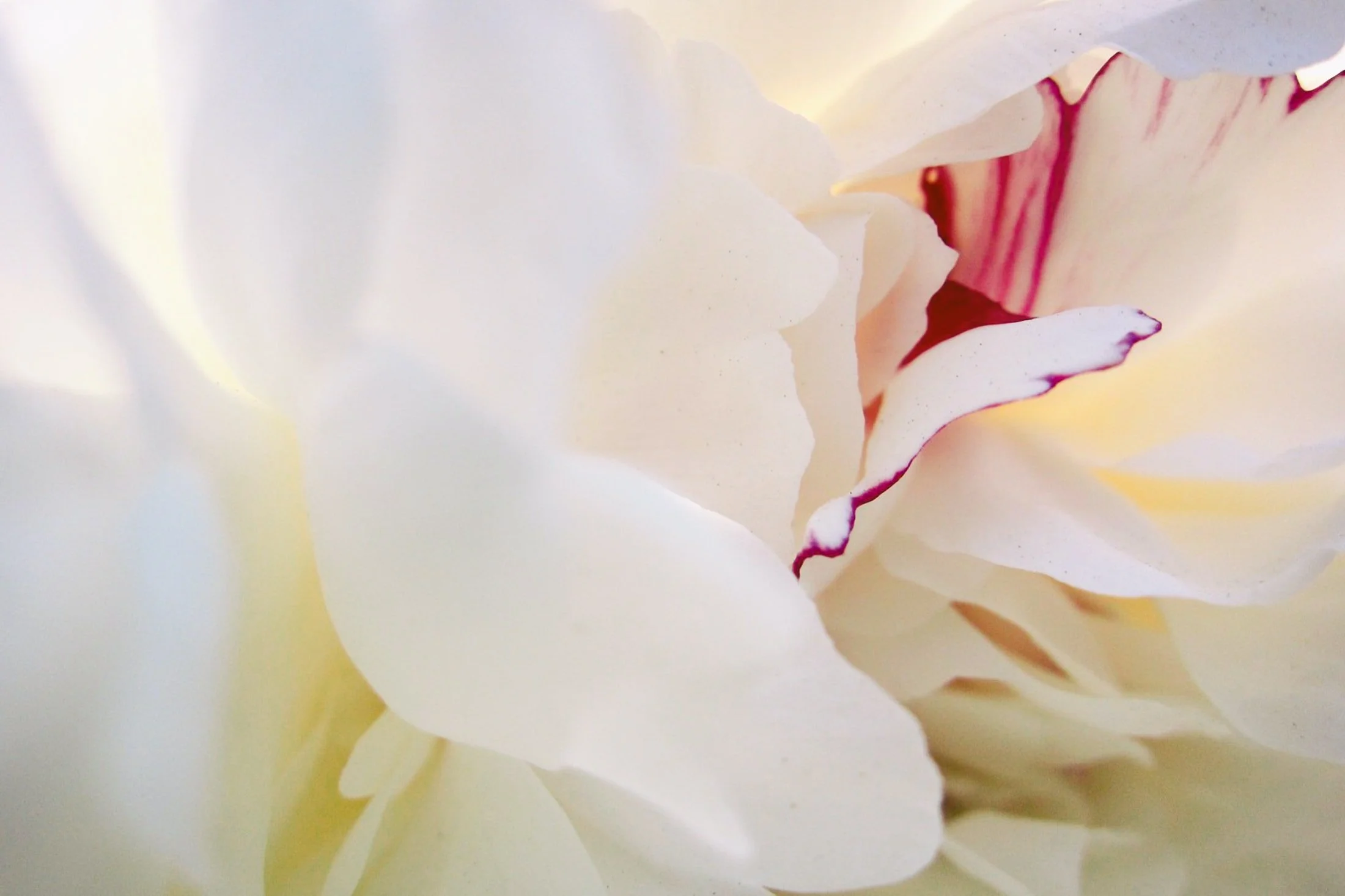 bloom7.jpg