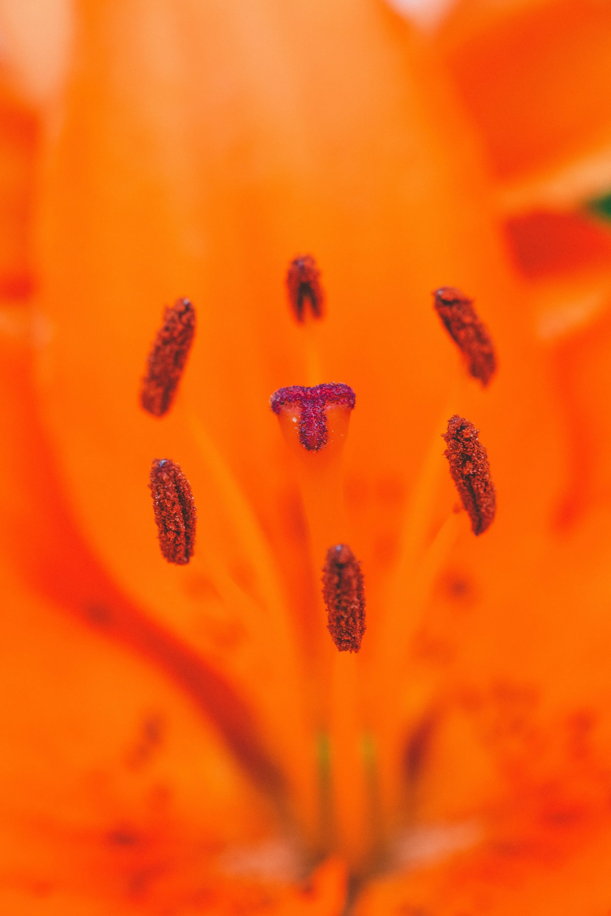 bloom9.jpg