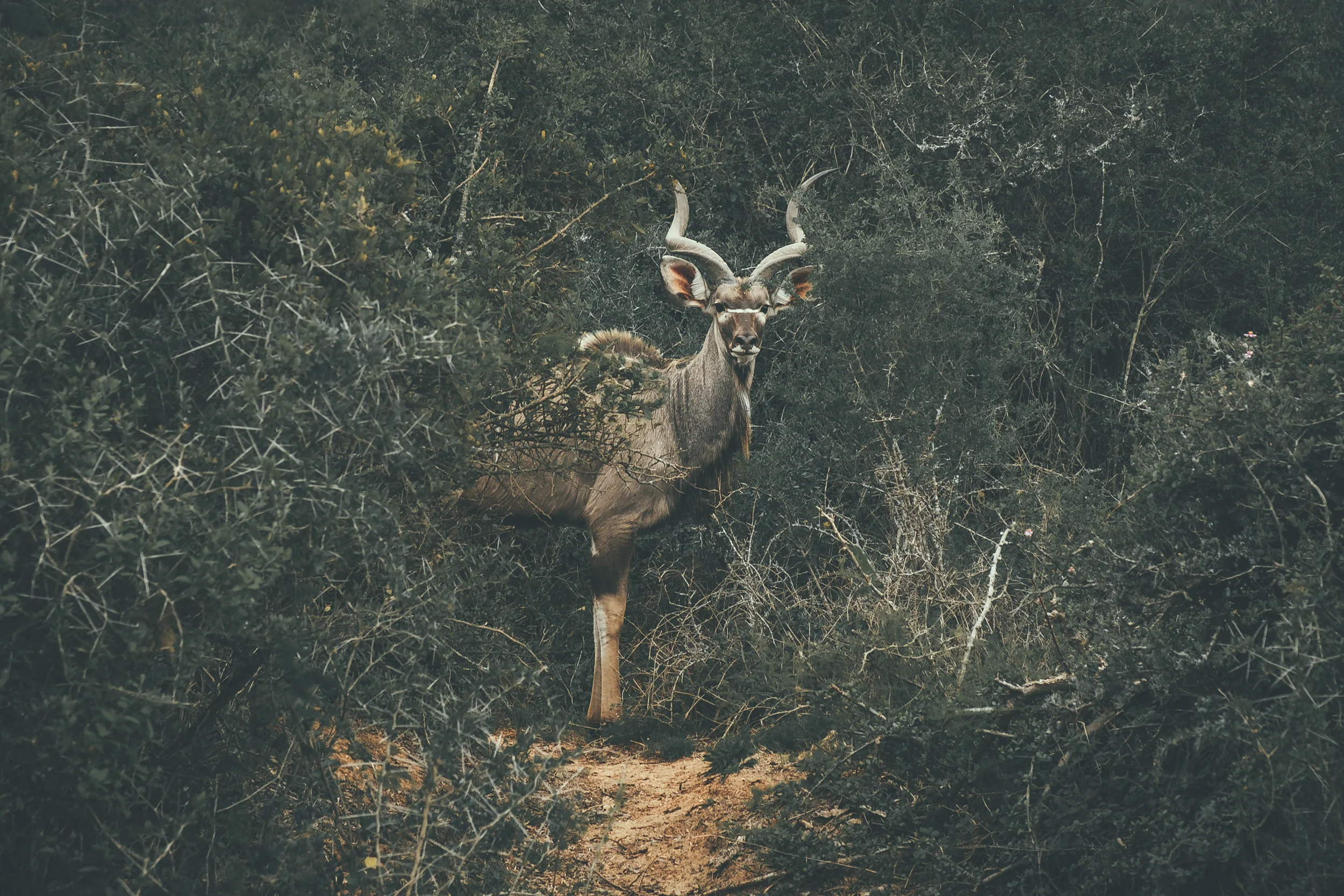 FIND_FOXY_photography_02-3.jpg
