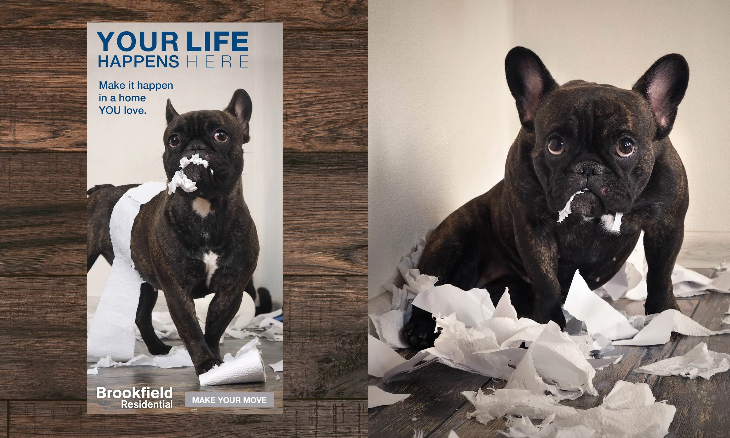bf_ylhh_digital_dog_mock.jpg