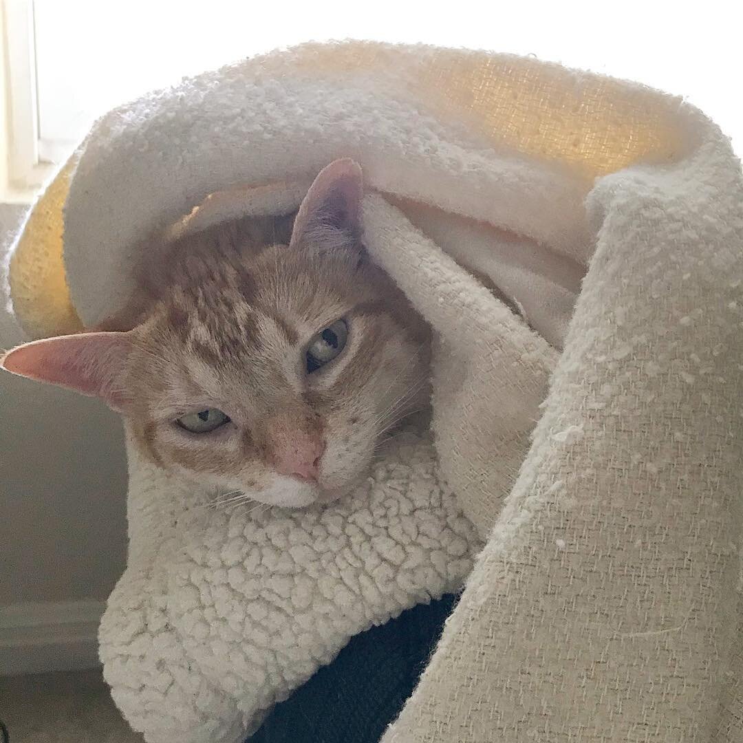 &ldquo;I am too comfortable to come out from under the blanket today&rdquo; 😸 #cat #catsofinstagram #catstagram #cats