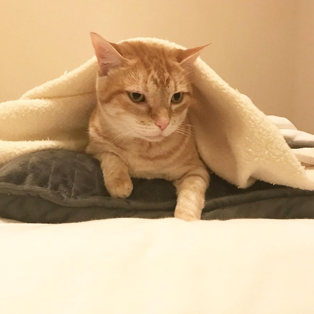 With cold temperatures tonight my cat has claimed all the blankets for herself. Very cozy! #cat #catsofinstagram #coldweather #cats #cats_of_world