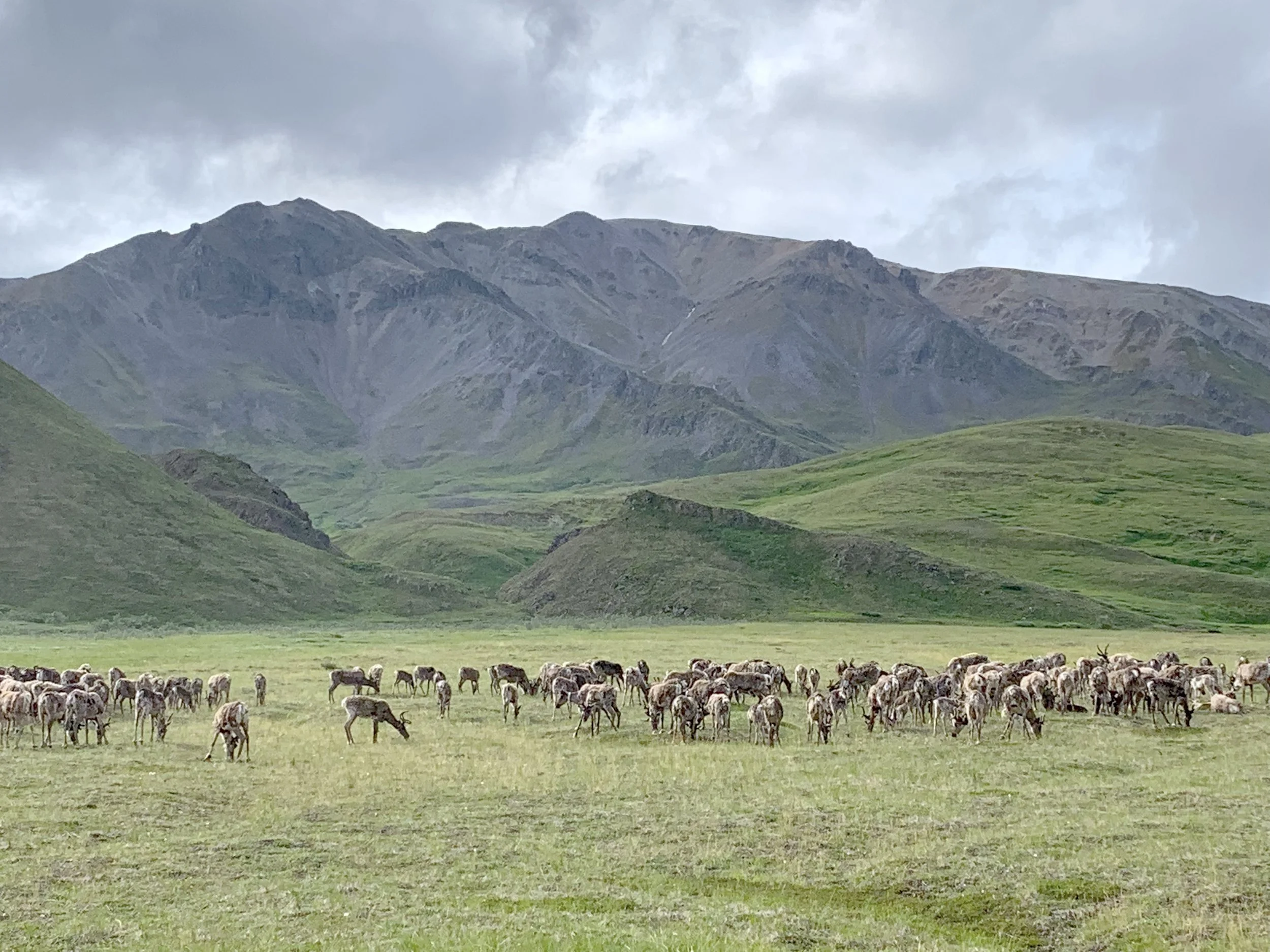 Denali National Park