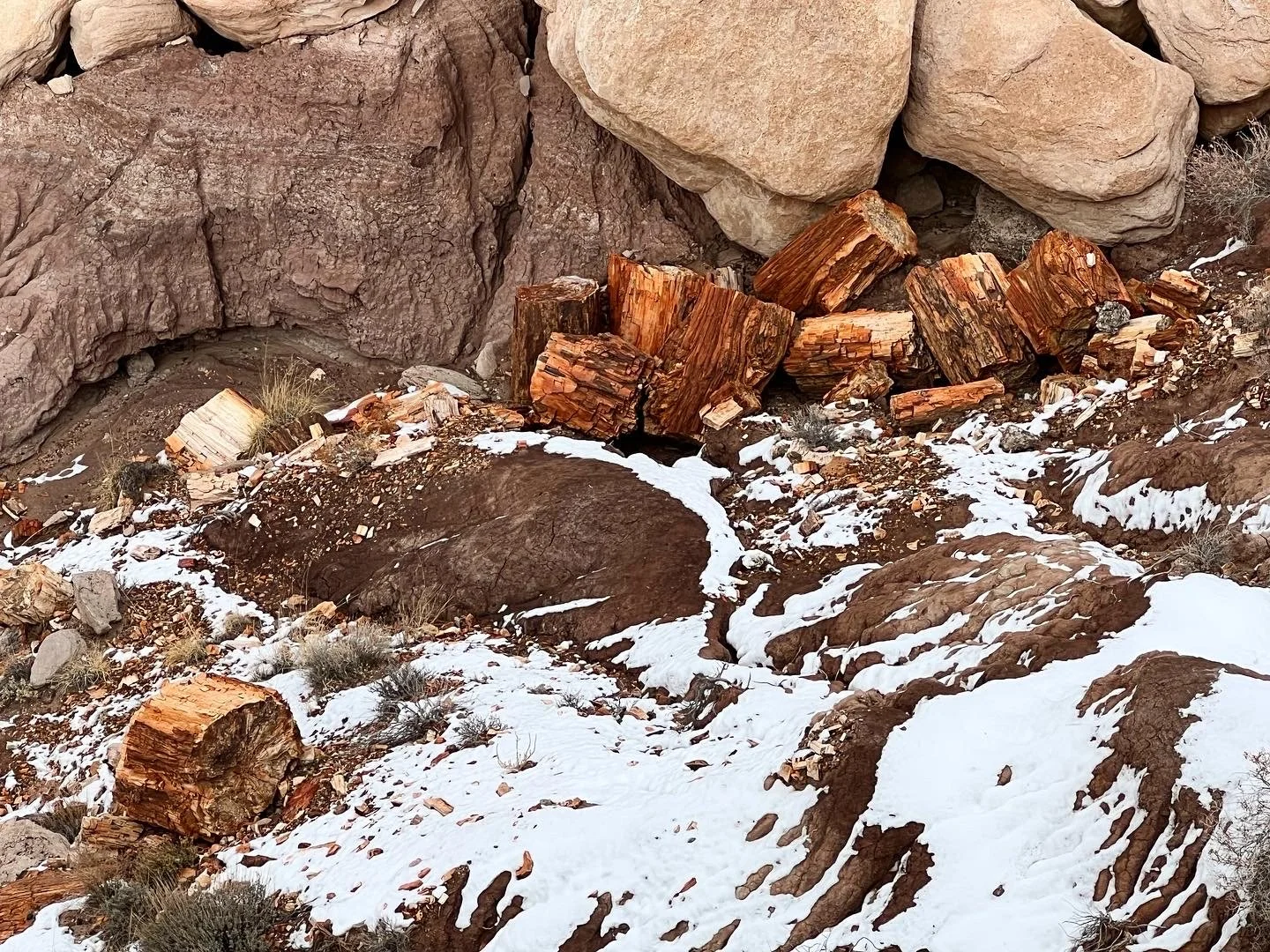 Petrified Forest National Park