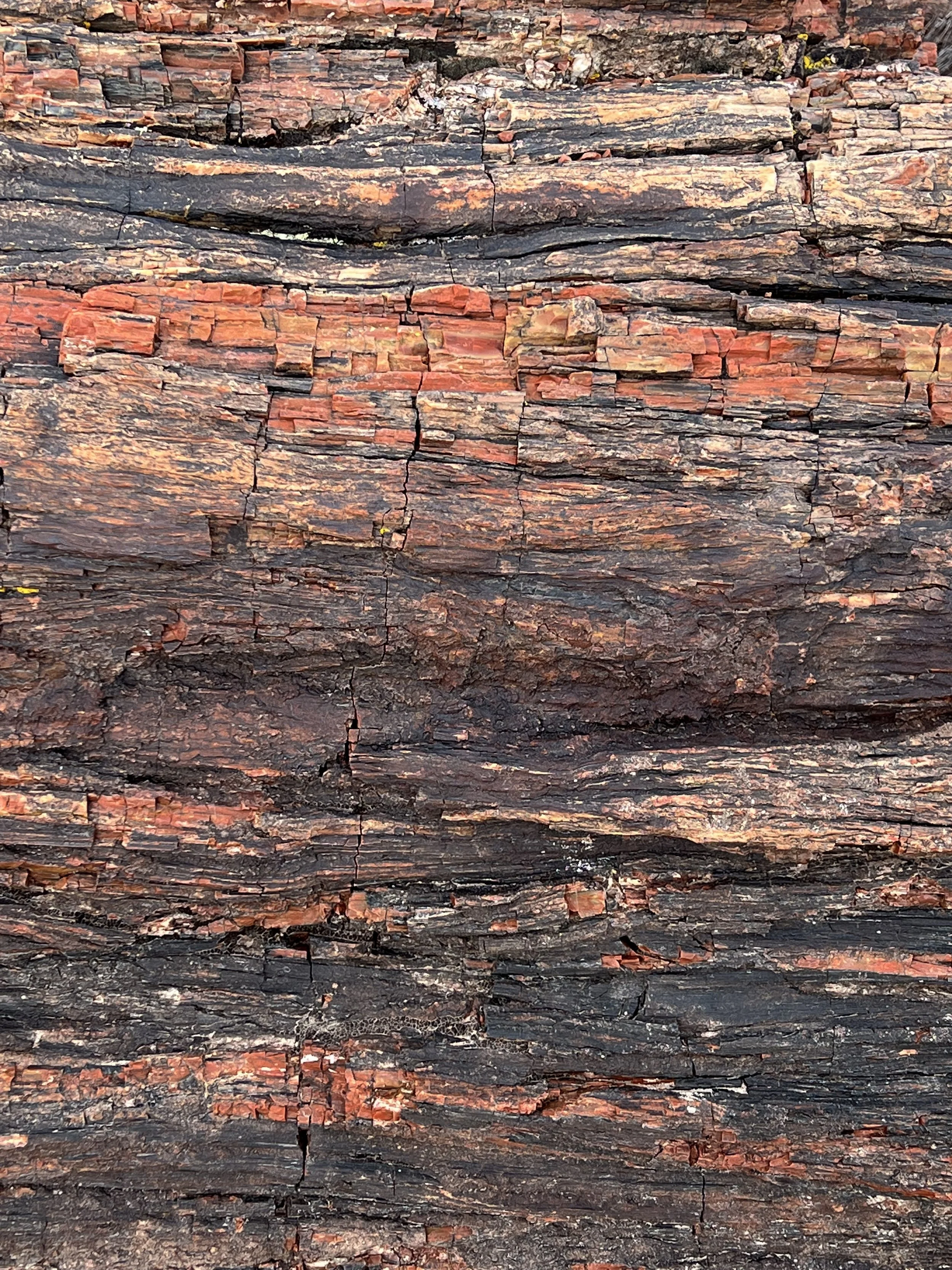 Petrified Forest National Park