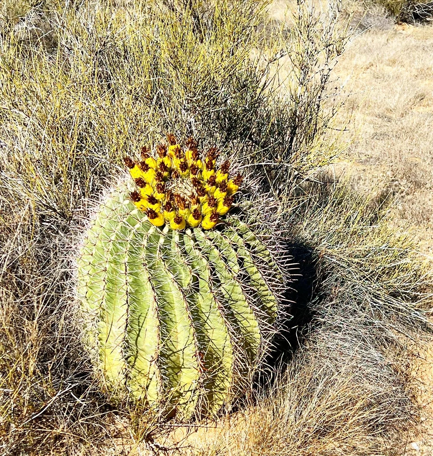 Saguaro National Park