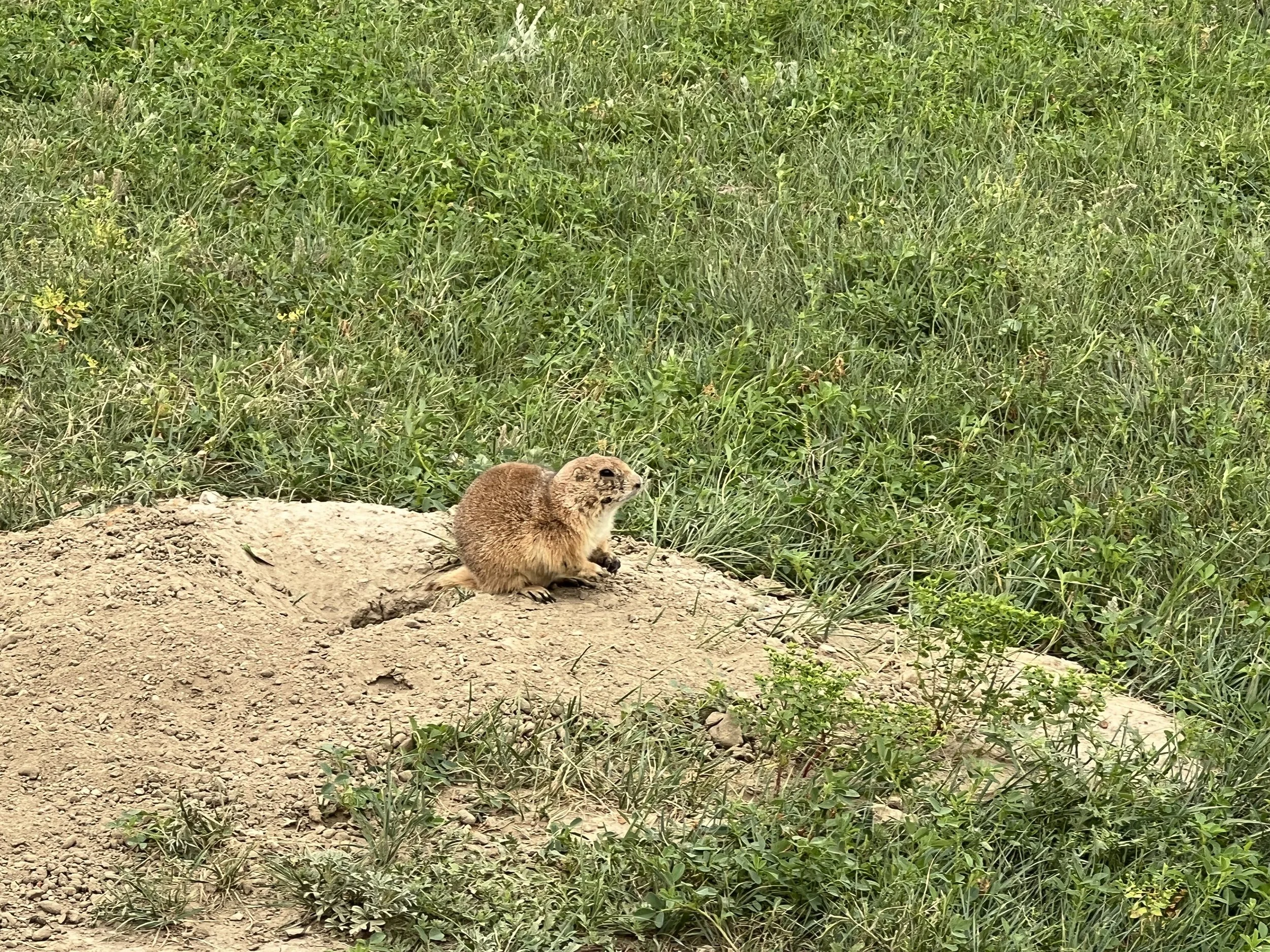 Theodore Roosevelt National Park