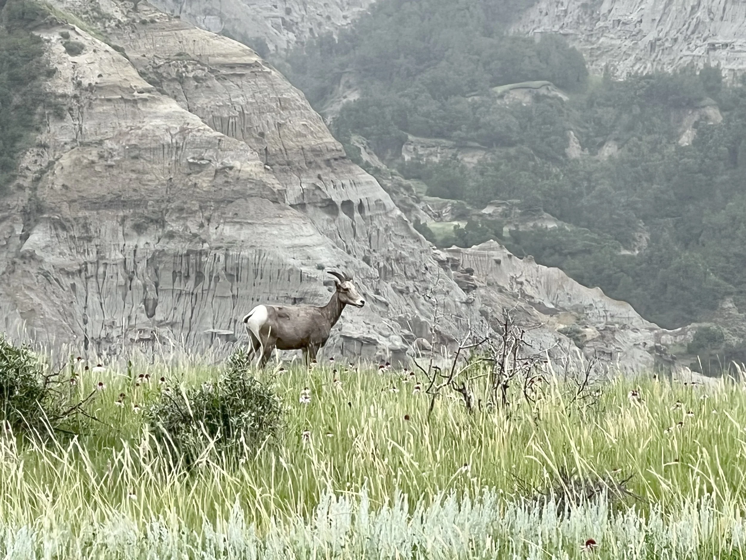Theodore Roosevelt National Park
