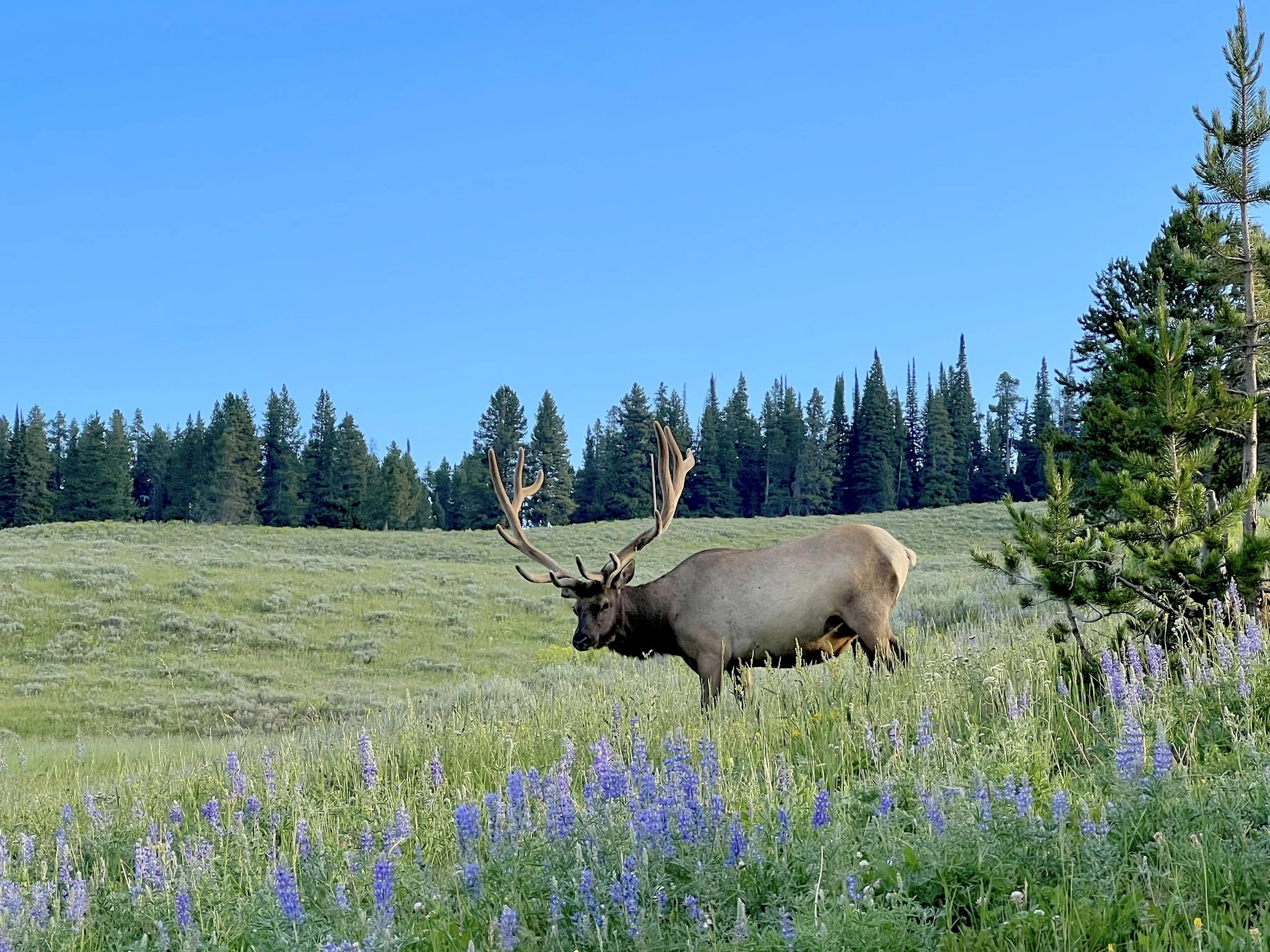 Yellowstone National Park