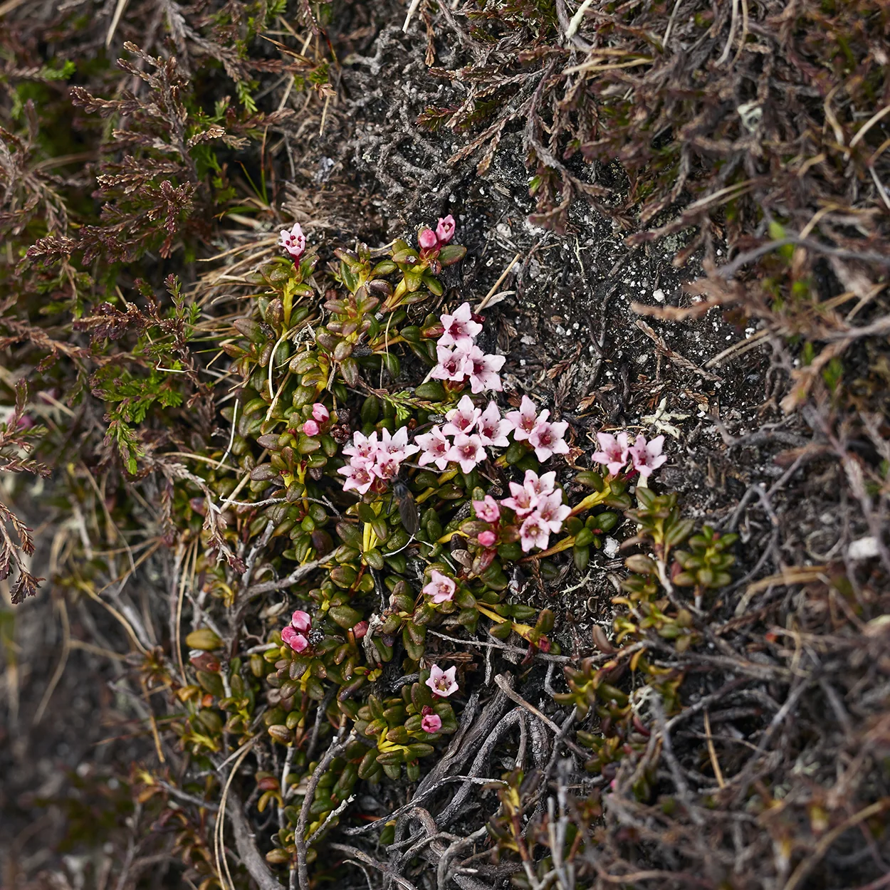 Creeping Azalea (Loiseleuria procumbens)