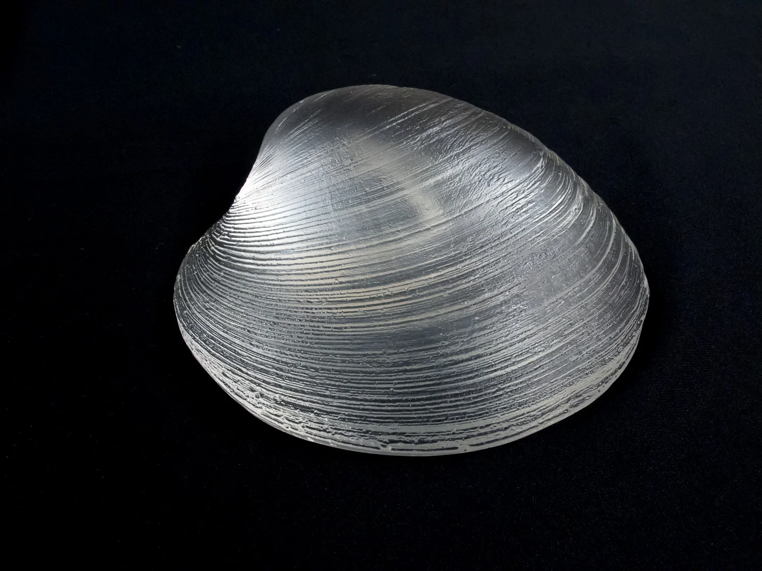 Crystal Quahog Top