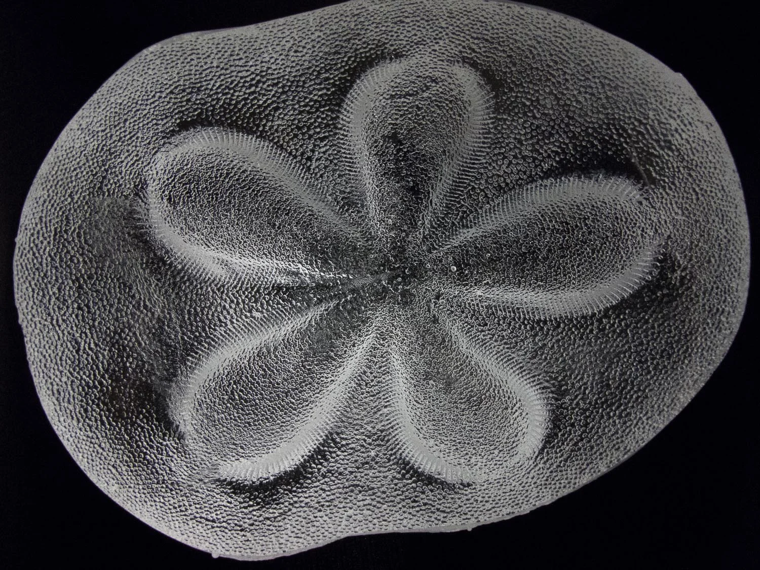 Polished Bottom