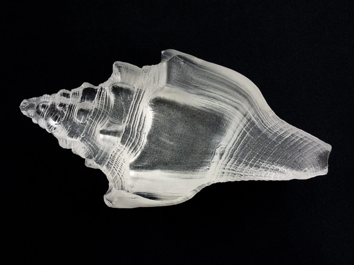 Whelk 1 Polished Bottom