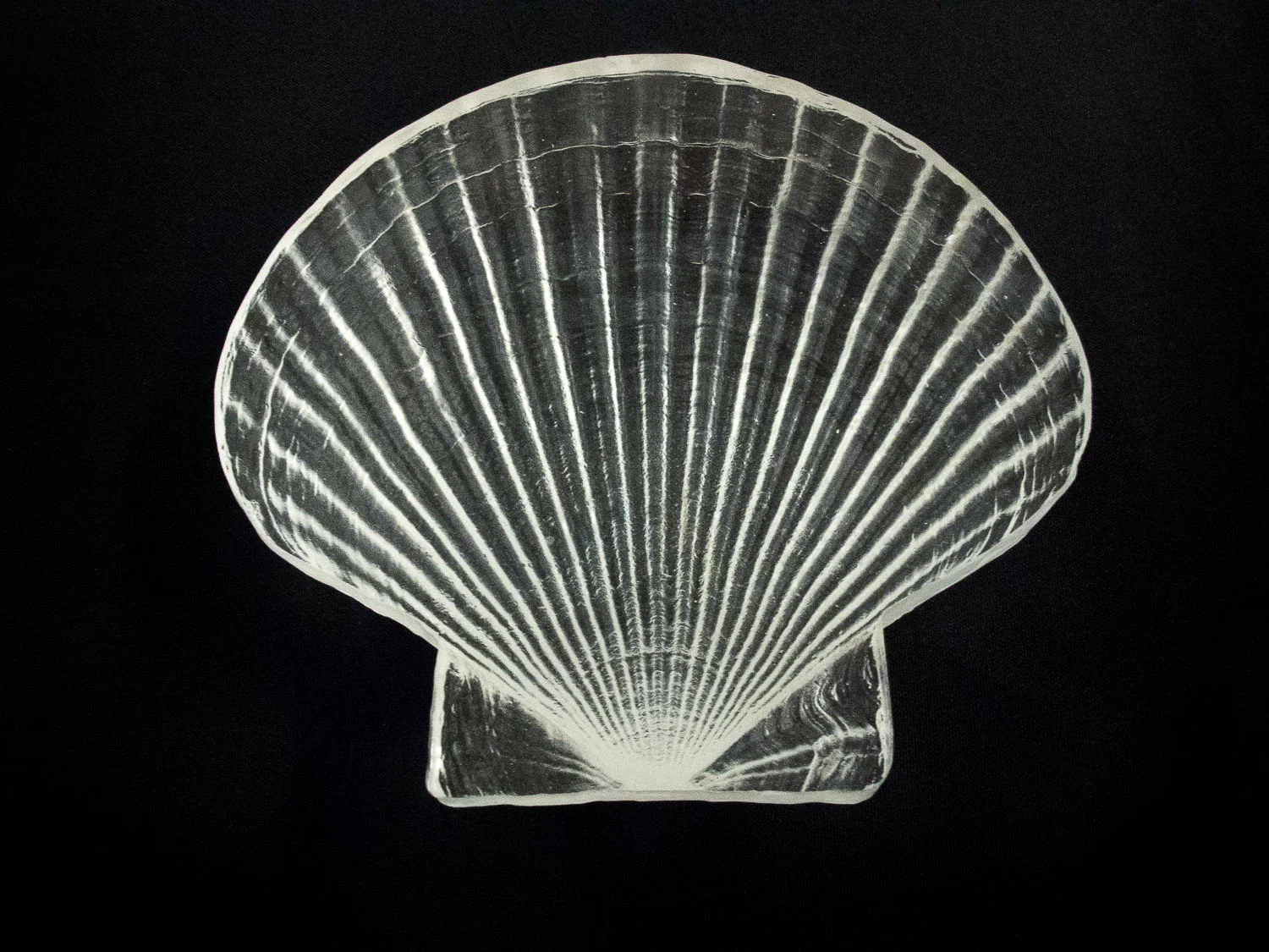 Scallop
