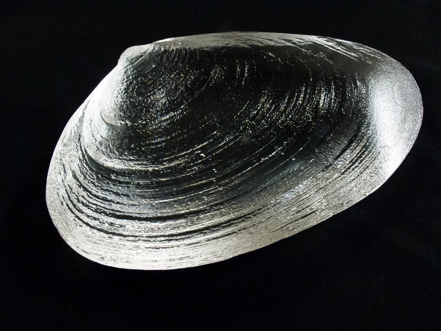 Surf Clam