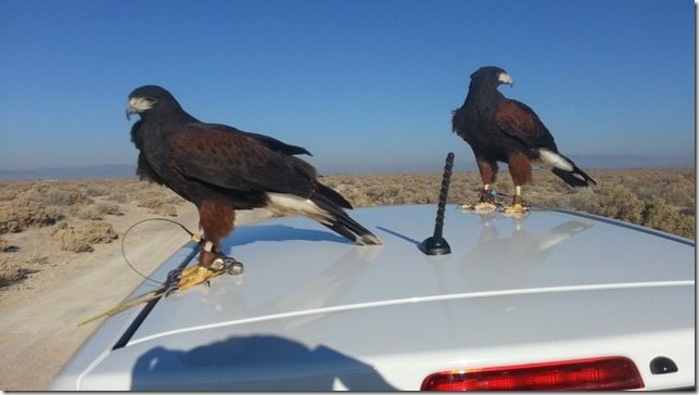 "Thank you all for the excellent attention you give my radios. After all, at times they’re my only contact with the two creatures that mean the most to me. Your radios have never let me down or misled me. We just finished our sixth season of jackhawking together. Meet BB and Coco." ~Bob Myerly, California