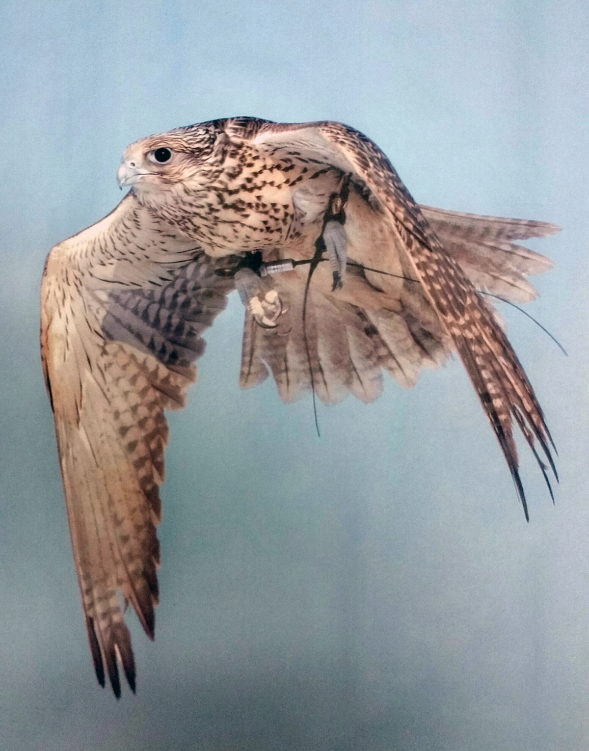 Dave Mayfield's Gyr